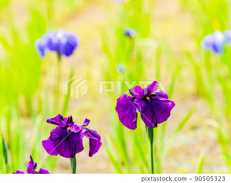 Refreshing early summer scenery: Colorful and gorgeous irises in full bloom 90505323