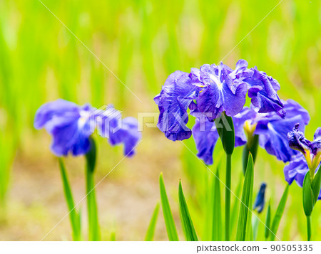 Refreshing early summer scenery: Colorful and gorgeous irises in full bloom Refreshing early summer scenery: Colorful and gorgeous irises in full bloom 90505335