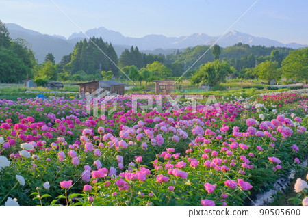 Peony garden and Tateyama mountain range 90505600