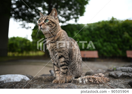 貓的寵物貓在公園裡 貓的寵物貓在公園裡 90505904