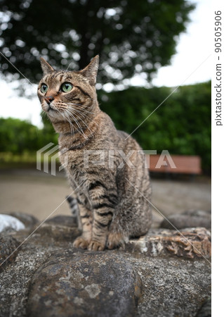 貓的寵物貓在公園裡 90505906