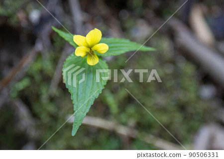 Oobakisumire 90506331