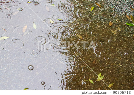 A puddle where raindrops fall and ripples form 90506718