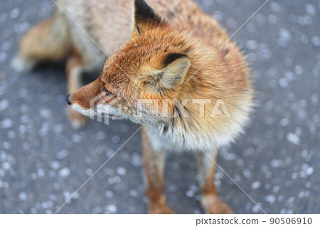 Fox  90506910