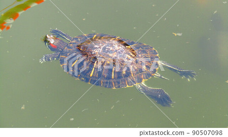 Fulfilling romance with the power of a cute turtle with a heart pattern on its back Fulfilling romance with the power of a cute turtle with a heart pattern on its back 90507098