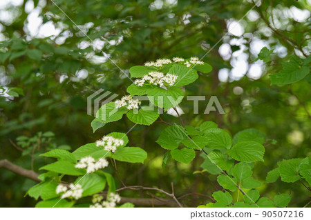 Viburnum 90507216