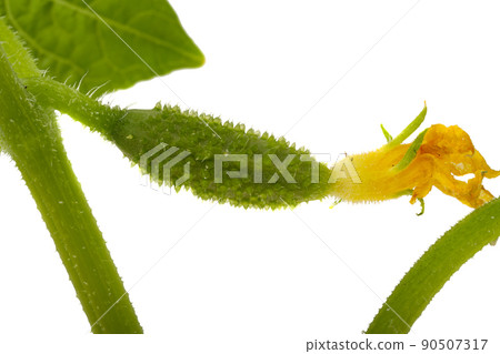 cucumber seedling 90507317