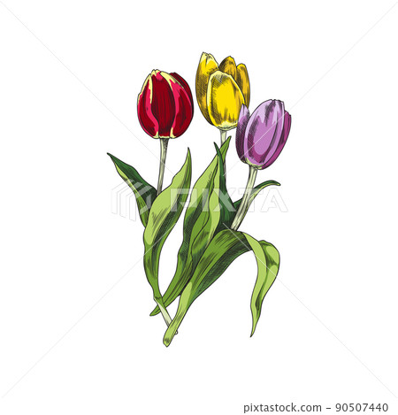 Spring bouquet of colorful tulips hand drawn sketch vector illustration isolated. Spring bouquet of colorful tulips hand drawn sketch vector illustration isolated. 90507440