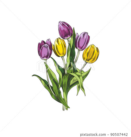 Bouquet of purple and yellow hand drawn tulips sketch style Bouquet of purple and yellow hand drawn tulips sketch style 90507442