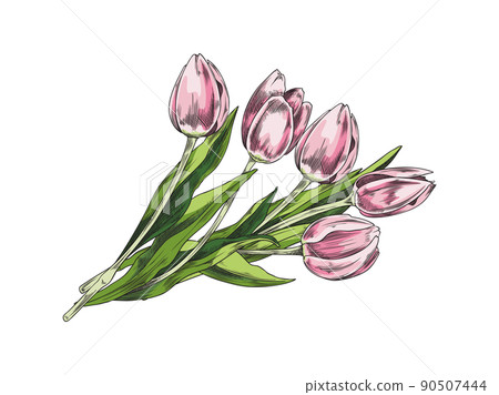 Tulip pink flowers bouquet, hand drawn sketch vector illustration isolated. Tulip pink flowers bouquet, hand drawn sketch vector illustration isolated. 90507444