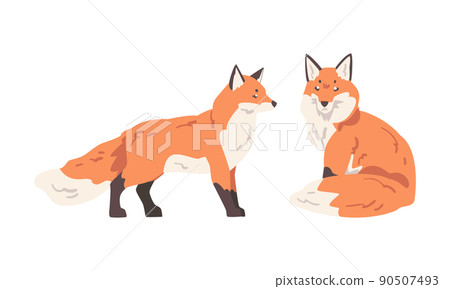 Orange Fox as Omnivorous Mammal with Pointed Snout and Long Bushy Tail Sitting and Standing Vector Set Orange Fox as Omnivorous Mammal with Pointed Snout and Long Bushy Tail Sitting and Standing Vector Set 90507493