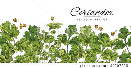 Poster, template with green branch, coriander leaf, botanical vector illustration, hand-drawn. 90507528