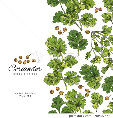 Coriander or parsley poster template with green herbs, hand drawn sketch vector illustration on white background. 90507532