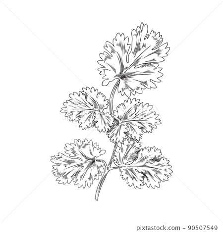 Bush, sprig of coriander, botanical vector illustration, hand-drawn, on a white background. 90507549