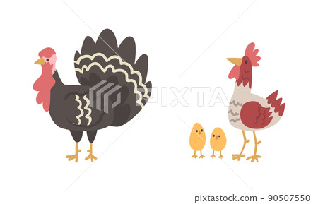 Turkey Bird with Wattle and Rooster or Cock with Chicks as Farm Animal Vector Set Turkey Bird with Wattle and Rooster or Cock with Chicks as Farm Animal Vector Set 90507550