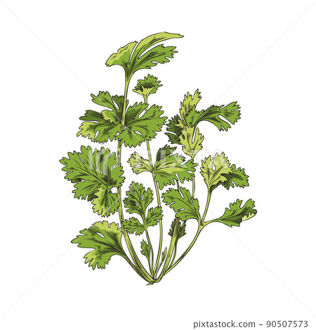 Green branch, coriander bush, botanical vector illustration, hand-drawn, on white background. 90507573