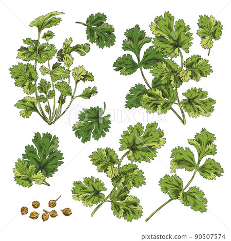 Set of green branches, coriander leaves, botanical vector illustration on white background. 90507574