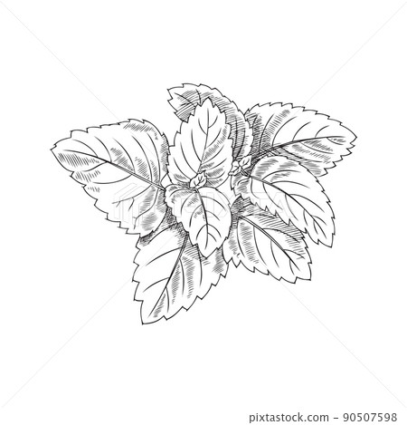 Melissa or peppermint vintage hand drawn sketch vector illustration isolated. 90507598