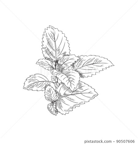 Leaves of mint or melissa aromatic herbs monochrome vector illustration isolated. 90507606