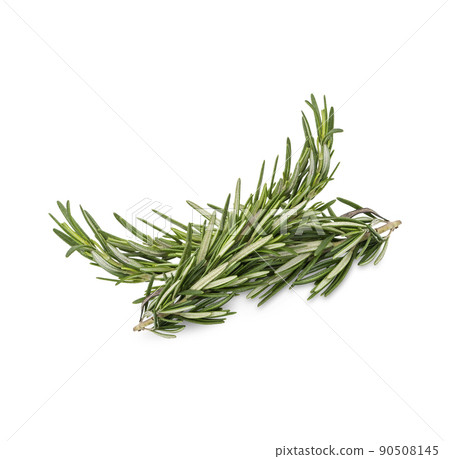 Rosemary isolated on white background 90508145