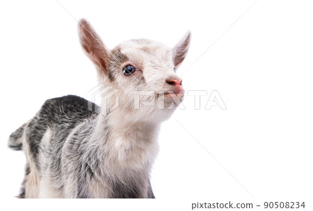 goatling isolated goatling isolated 90508234