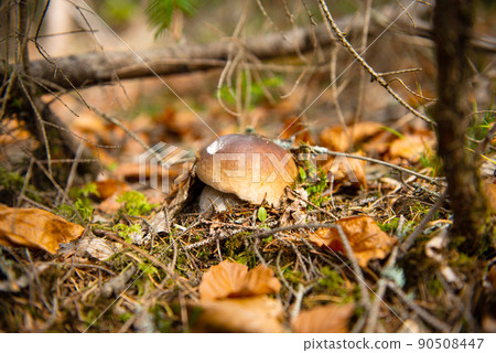 edible mushrooms growing in the autumn forest 90508447
