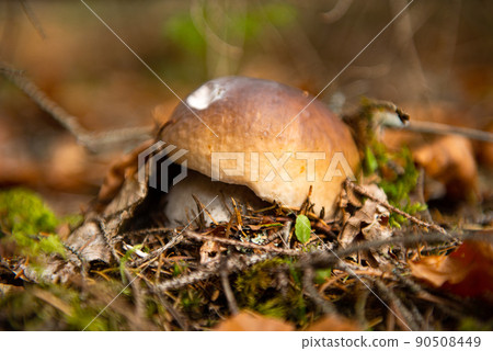 edible mushrooms growing in the autumn forest 90508449