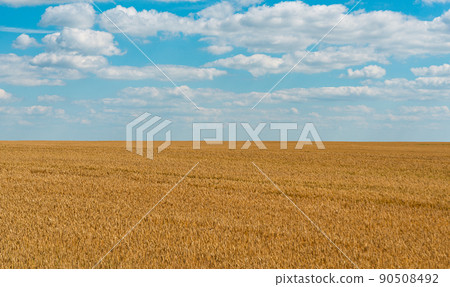 wheat field on a sunny day wheat field on a sunny day 90508492