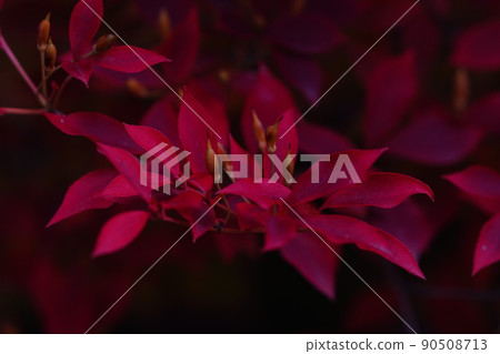 Macro red plant Macro red plant 90508713