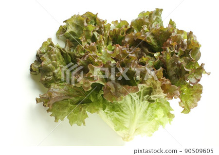 陽光生菜 90509605