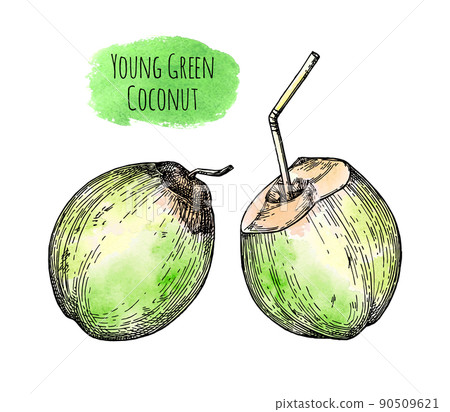 Young green coconuts. 90509621