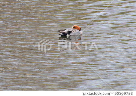 北海道春天來訪的雄性鷓鴣 北海道春天來訪的雄性鷓鴣 90509788