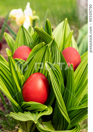 Home-made red Easter eggs in a spring garden 90509790