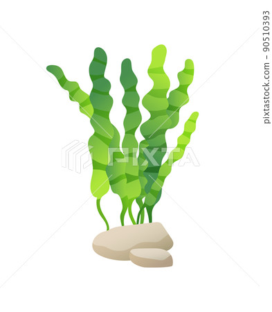 Marine or Decorative Aquarium Algae Illustration Marine or Decorative Aquarium Algae Illustration 90510393