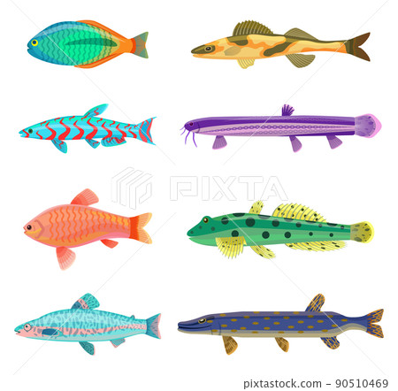 Jack Dempsey and Cichlid Set Vector Illustration 90510469