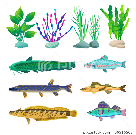 Various Algae and Marine Creatures Illustration 90510503