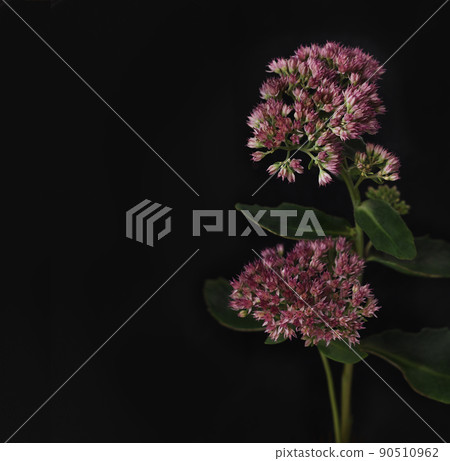 Pink flowers of hylotelephium on black Pink flowers of hylotelephium on black 90510962