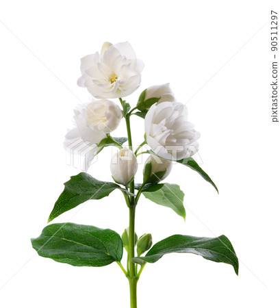 Jasmine flower, isolated on white background. Branch of white terry jasmine flowers. Jasmine flower, isolated on white background. Branch of white terry jasmine flowers. 90511297