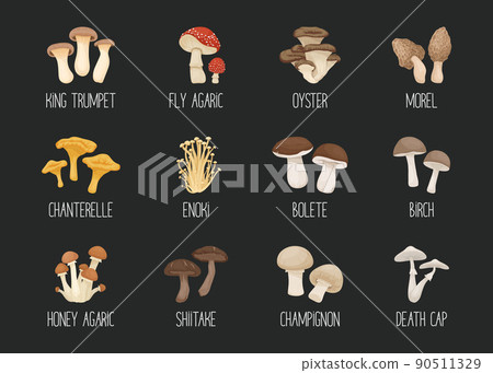 Vector Edible and Poisonous Inedible Mushrooms. Hand Drawn Cartoon Mushroom Icon Set. Different Mushrooms Isolated. Fly Agaric, Champignon, Death Cap, Shiitake, Enoki, King Trumpet, Bolete 90511329