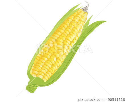 Vegetable material corn 90511518