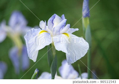 Iris ensata 虹膜顏色，藍色花朵 [綠色背景] 90511543