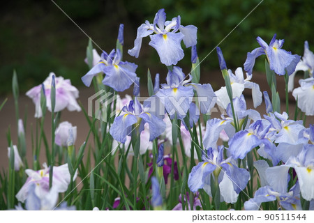 Iris ensata 虹膜顏色，藍色花朵 [綠色背景] 90511544