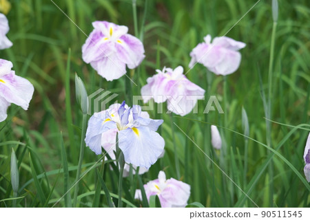 Iris ensata 虹膜顏色，藍色花朵 [綠色背景] 90511545