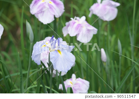 Iris ensata iris color, blue flowers [green background] 90511547