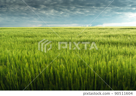 Green barley field and cloudy gray sky Green barley field and cloudy gray sky 90511604