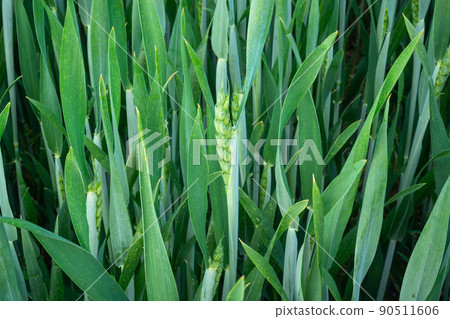 Green cereal in close-up, spring rural view Green cereal in close-up, spring rural view 90511606