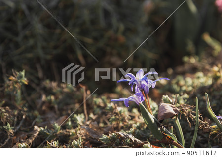 Blue flowers in the garden with dark background 90511612