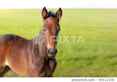 The foal head is a close-up. Portrait of a thoroughbred colt grazing in a meadow. Pasture on a sunny summer day. Summer background 90512100