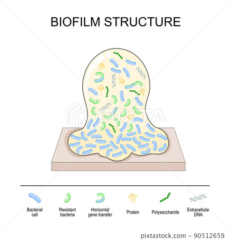 Biofilm Structure. Bacterial Cell Colony - Stock Illustration [90512659 ...