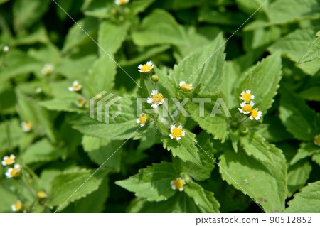 Shaggy soldier Shaggy soldier 90512852